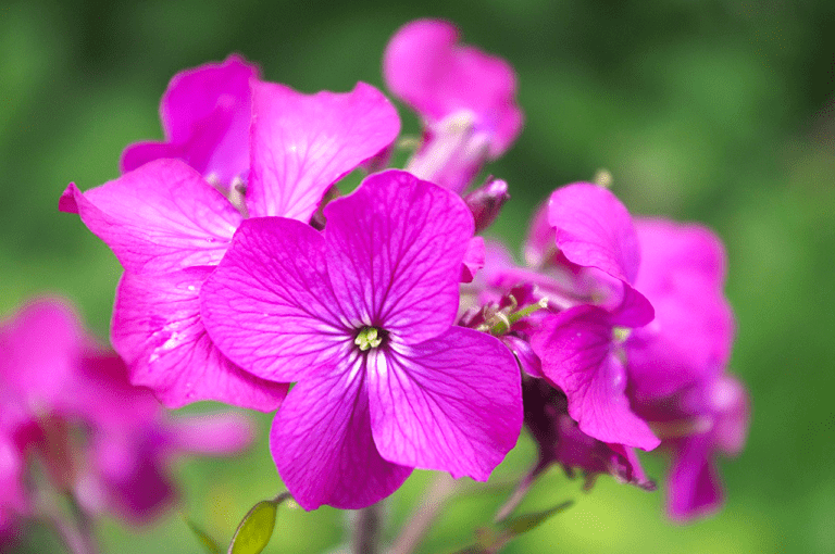 Inheemse bloemen - Bloementapijten - Bloemenmatten